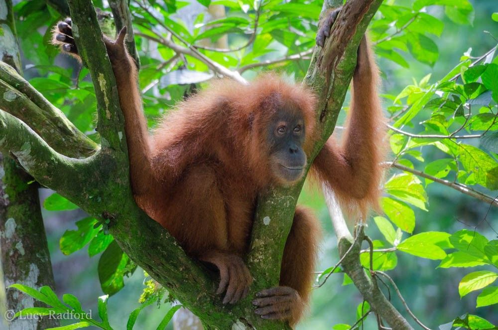 Reclaim and restore forests for orangutans