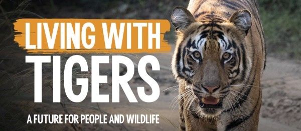 Find out more about Born Frees work to help tigers 