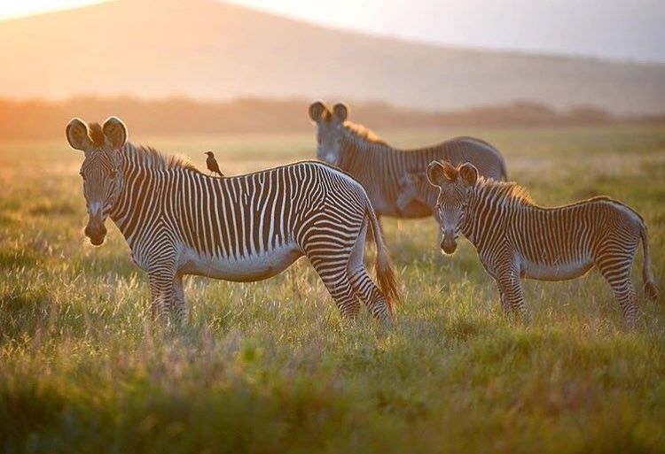 Lewa recorded an increase in the survival rate of Grevy's zebra foals