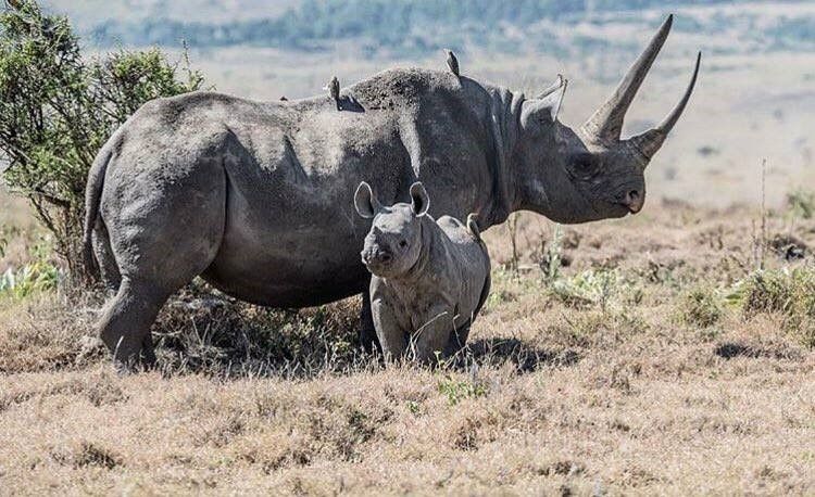 There were 17 rhino births in 2018