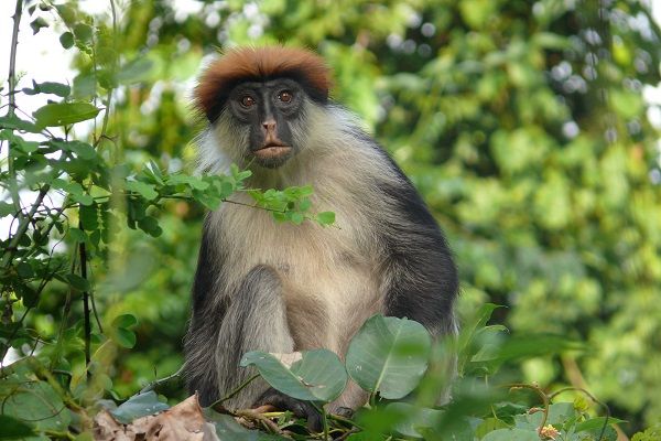 Unique Tanzanian Wildlife Protected by new 6,425 acre nature reserve