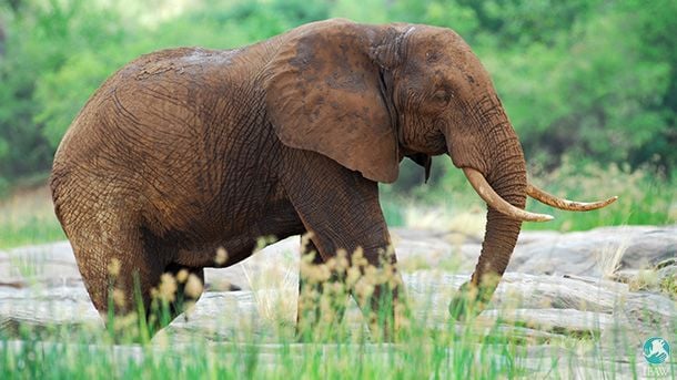 The Tsavo Conservation Area is home to nearly 13,000 elephants