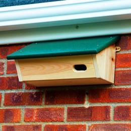 Put up a Swift nest box from the RSPB