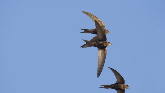 Swifts arrive in the UK for the summer