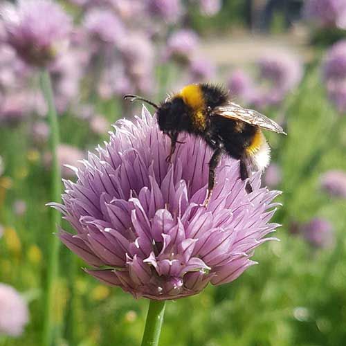 Make your garden wildlife friendly