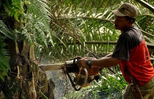 Clearing oil palms starts on Monday 17 June 2019 so that reforestation take place