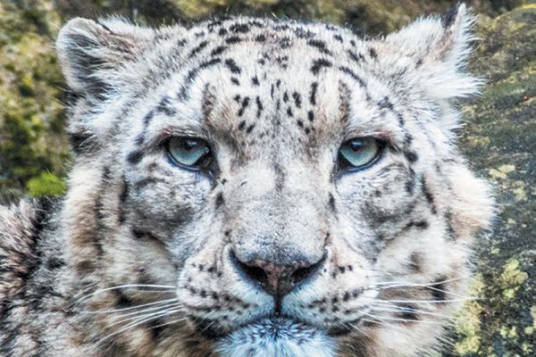 Save snow leopard paradise