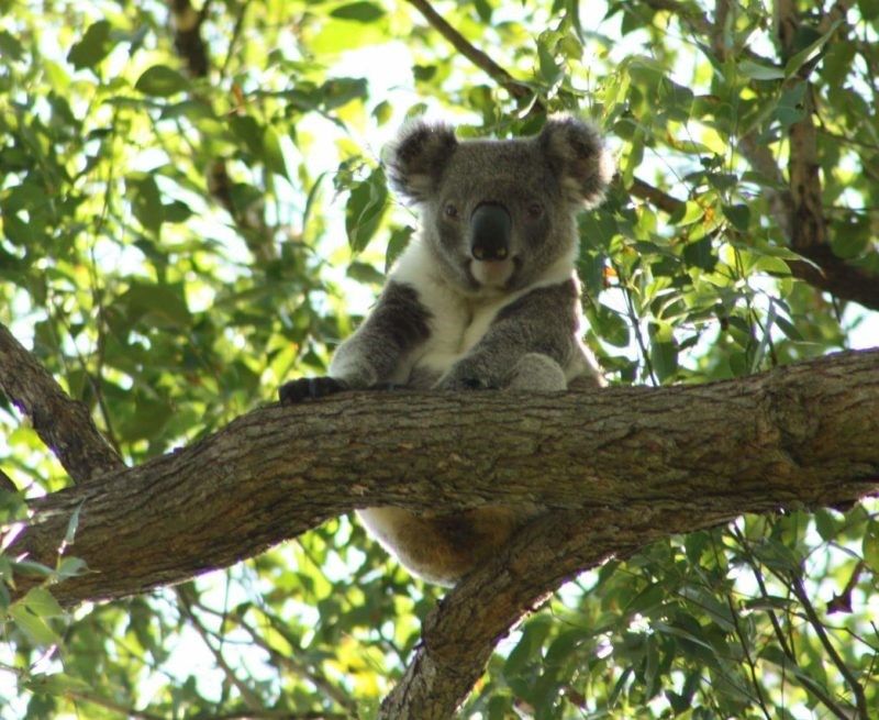 Bangalow Koalas and IFAW are helping to create a wildlife corridor for me 