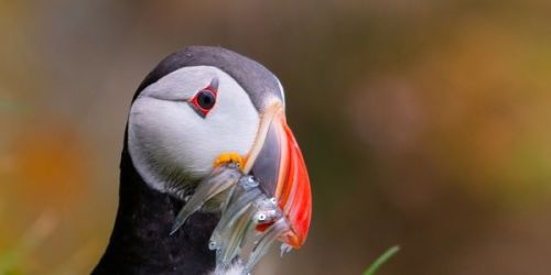 Please give puffins in Iceland your voice