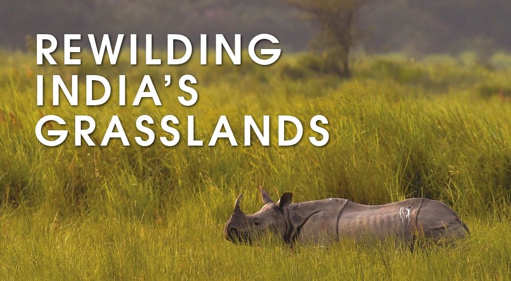 Help Durrell rewild India's grasslands