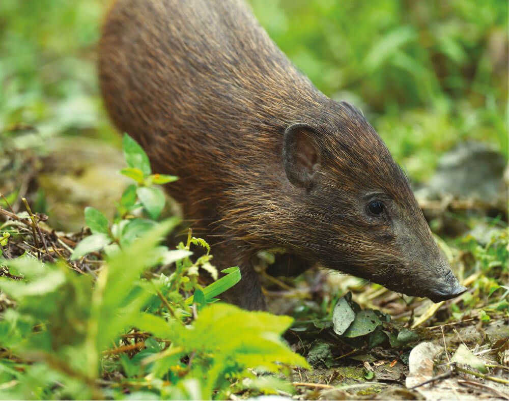 Pygmy hogs need help - they need grasslands to recover