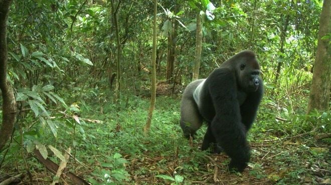 Help gorillas now and sign Rainforest Rescue's petition