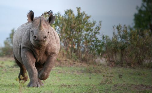 Give rhinos your support this World Rhino Day on 22 September 2019