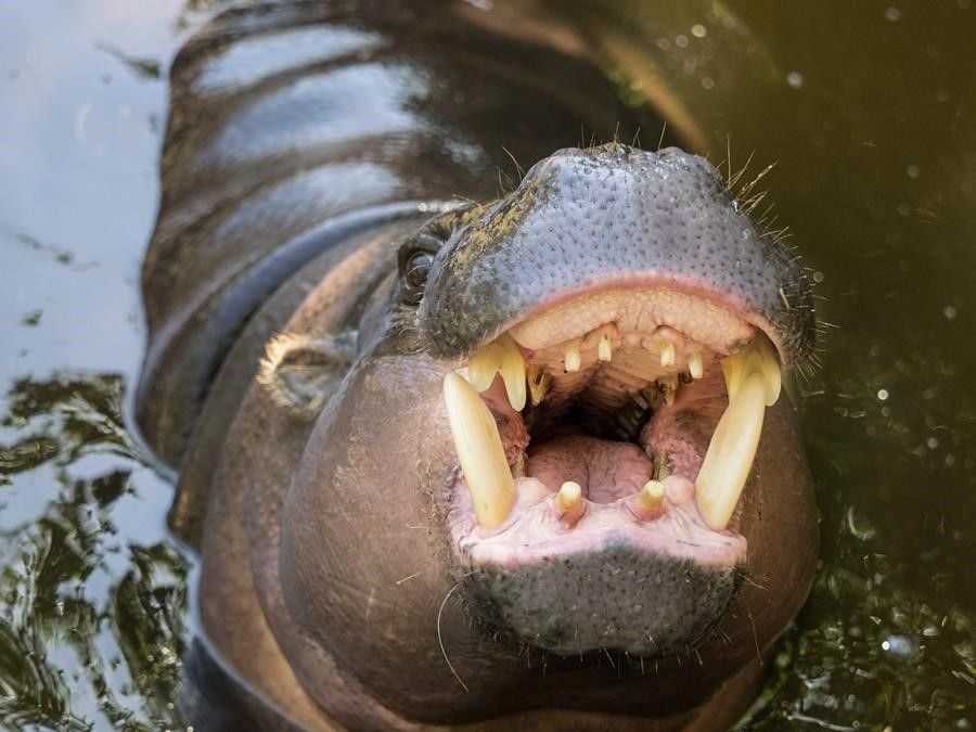 Help pygmy hippos in Liberia