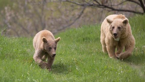 Rescued bears can begin a new life