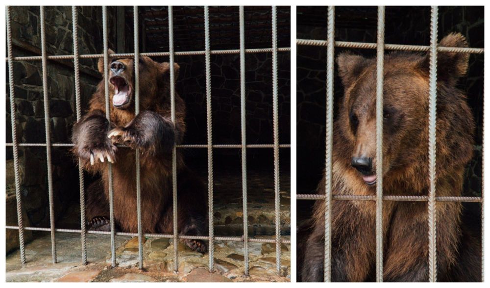 Dasha and Leyla could have a new life in a sanctuary