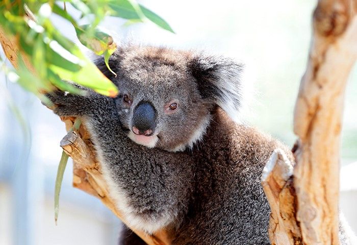 Koalas are in crisis and we can all help