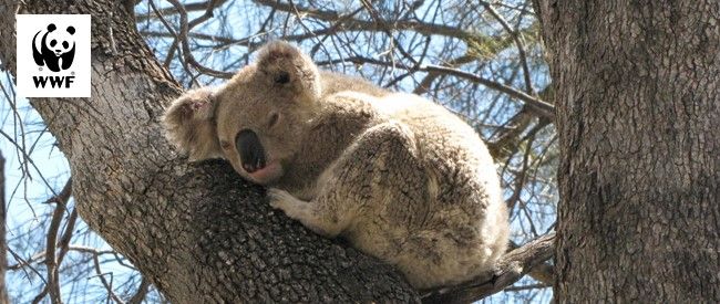Koalas need trees.   Trees have been burnt down in wildlifes, killing koalas and leaving them homeless. But we can all help.