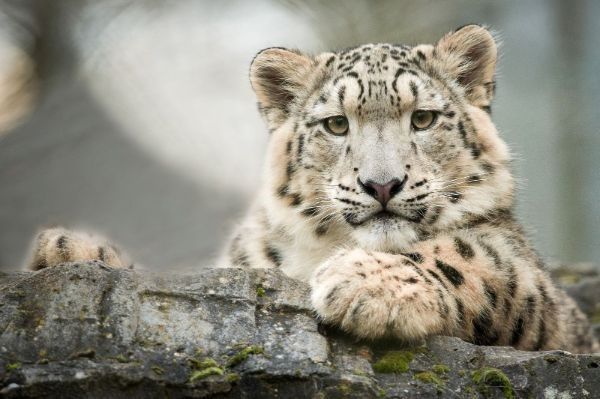 Help snow leopards - double your impact this #GivingTuesday on 3rd December 2019 