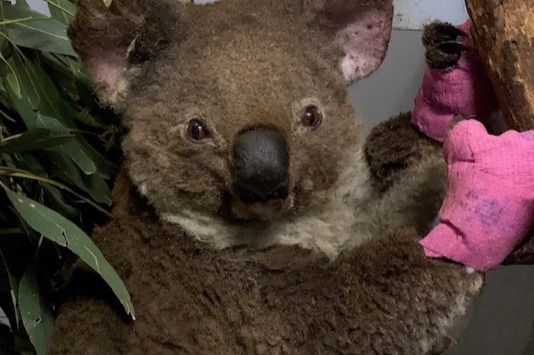Koalas need our help