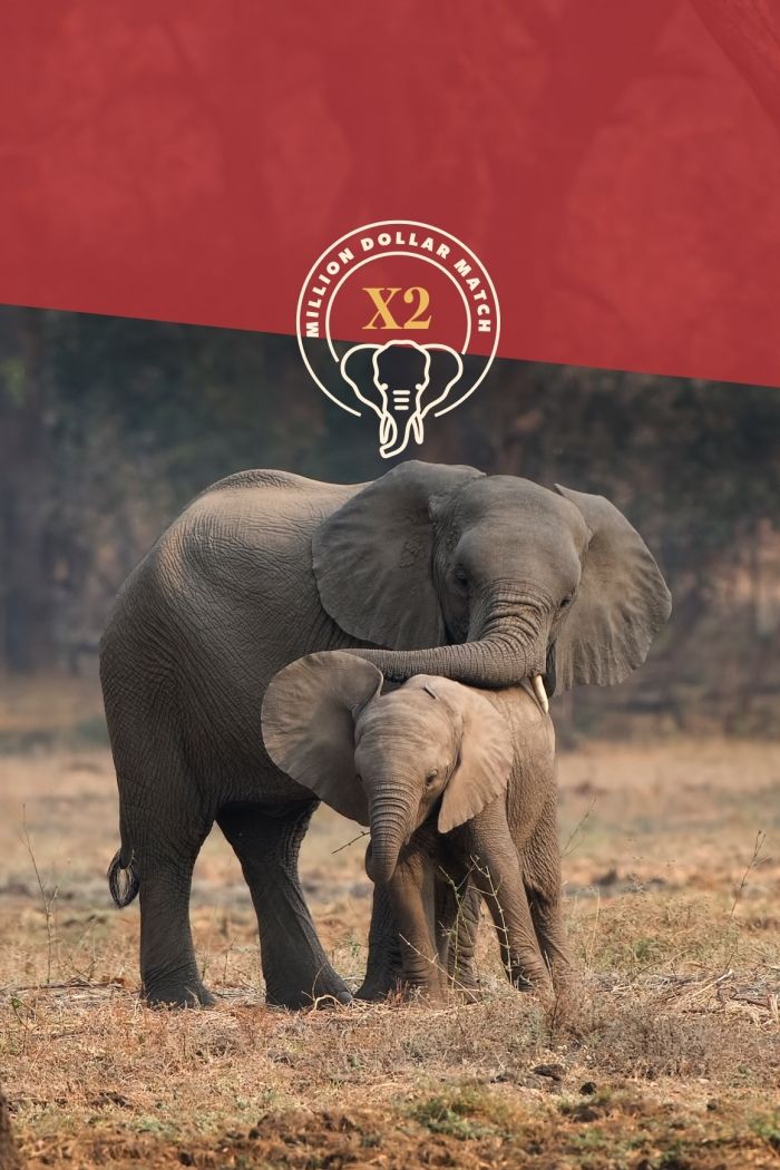 Give now and make it a million to help African Wildlife
