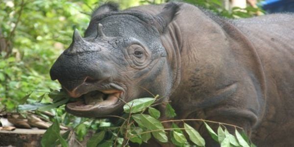 Ask the Indonesian Government to save Sumatran Rhinos from extinction