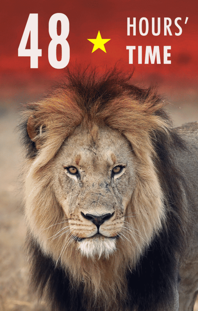 Tell Vietnam:  Stop the Slaughter of Lions