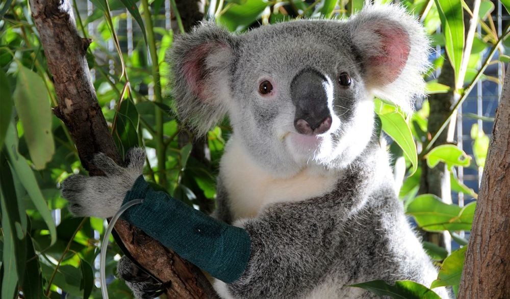 Help Australian wildlife - Buy a Tree