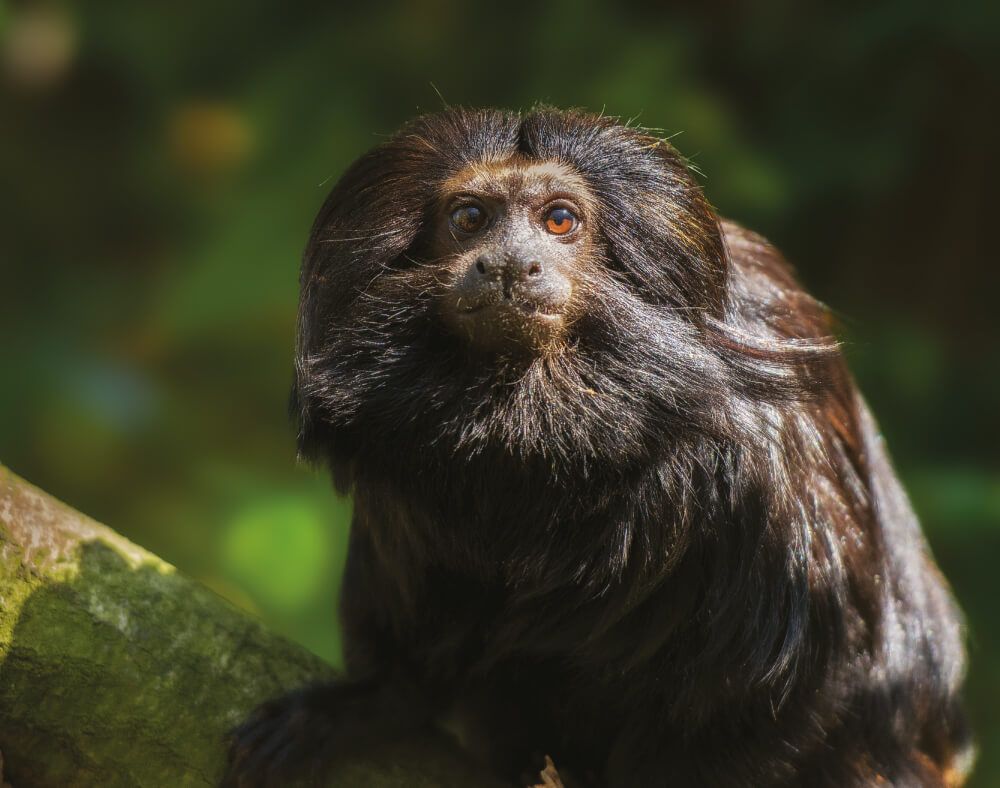 Help wildlife such as the black lion tamarin, the jaguar, the puma, and ocelot