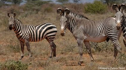 Find out more about the Grevy's Zebra