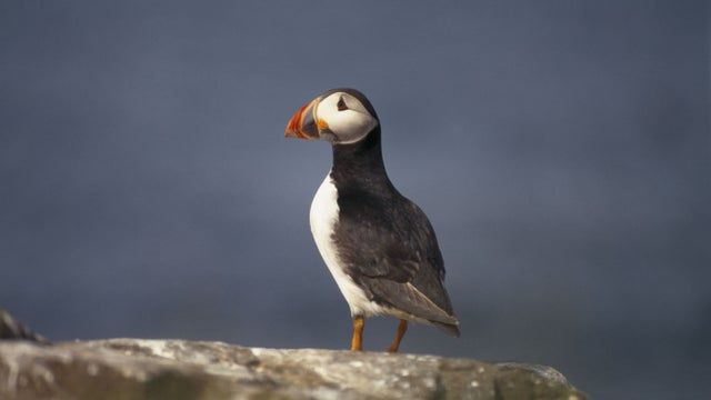 Find out how the National Trust is tackling climate change