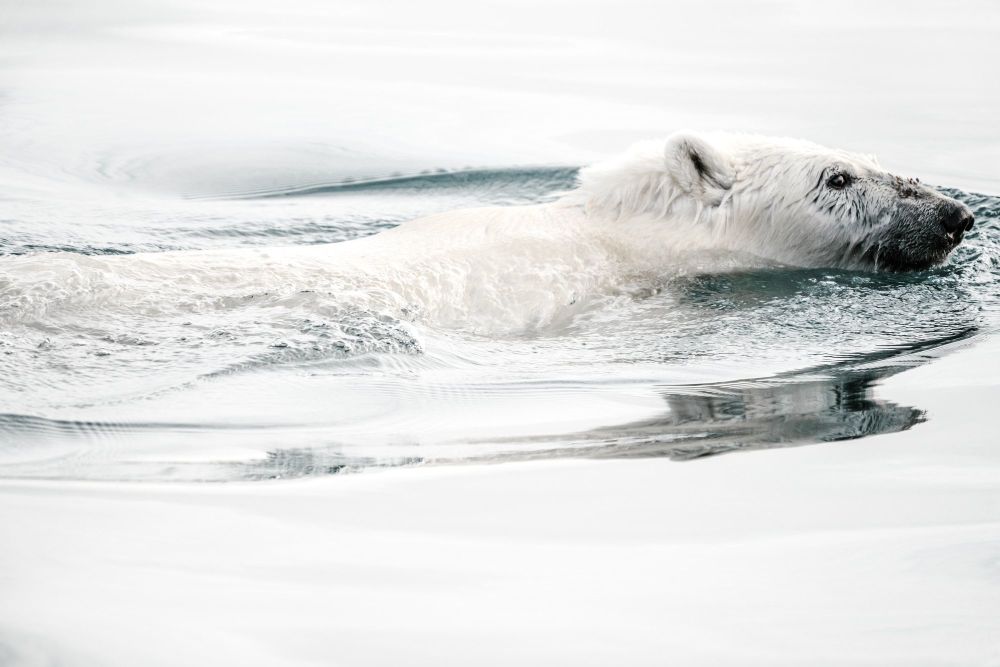 My polar bear adoption made me wonder how far Nanuk had to swim to find food