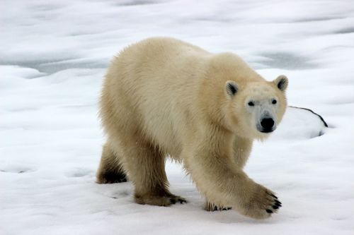 Find out about climate change from Polar Bears International