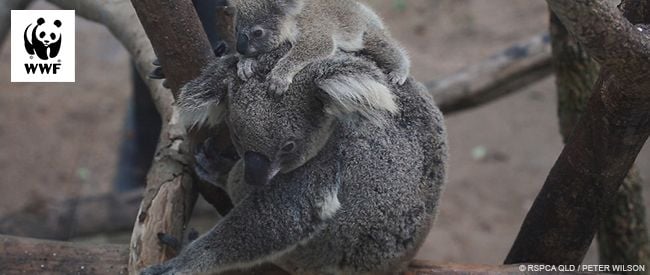 Please take a one minute action to help koalas