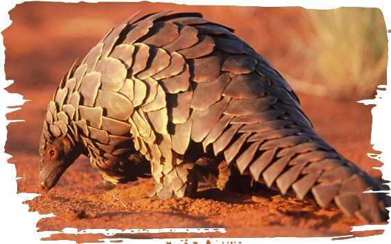 Adopt a Pangolin Family today from the Born Free Foundation