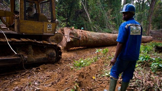 Stop the depletion of forests in Cameroon