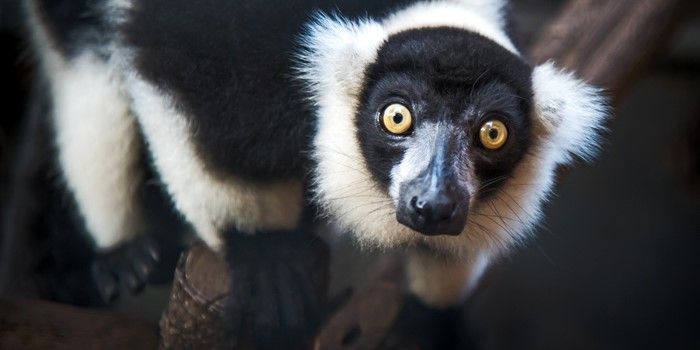 One Minute Action :  Help save the animals in the rainforests of Madagascar