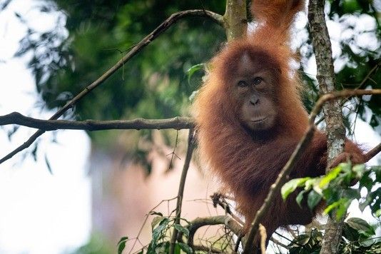 Swing over to the Sumatran Orangutan Society to find out more