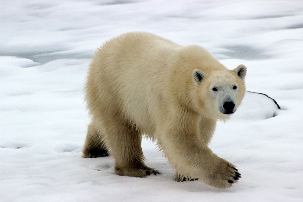 Polar bears are magnificent animals