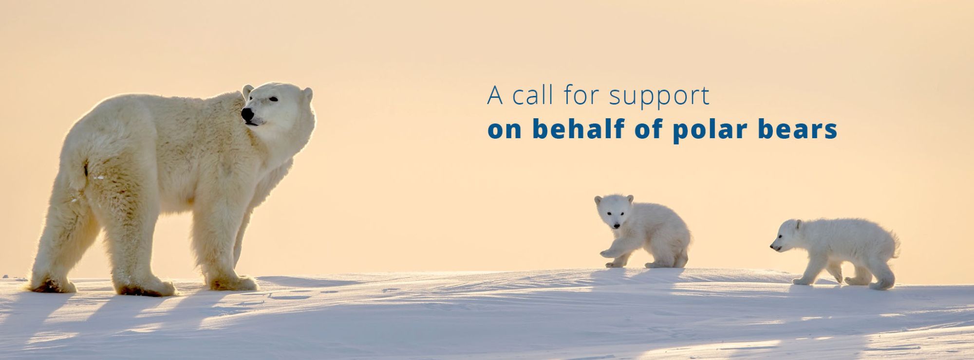 11 ways to help polar bears(01)