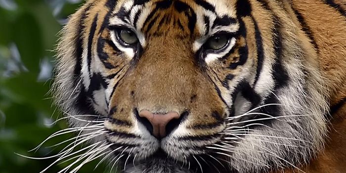 Please help Sumatran tigers with a £3 donation