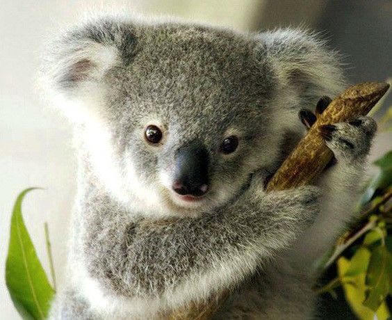 Save the Koala - Join the Koala Army