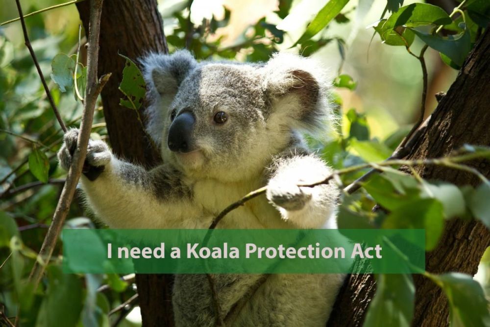 Save the Koala - find out more about the Koala Protection Act