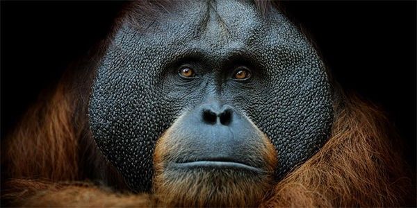 Sign the petition to tell governments of Indonesia, Malaysia and Brunei to crack down on palm oil fires, and save the orangutans before it's too late!