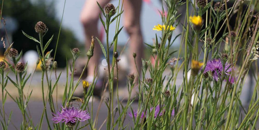 Flowers on a road verge are an uplifting sight