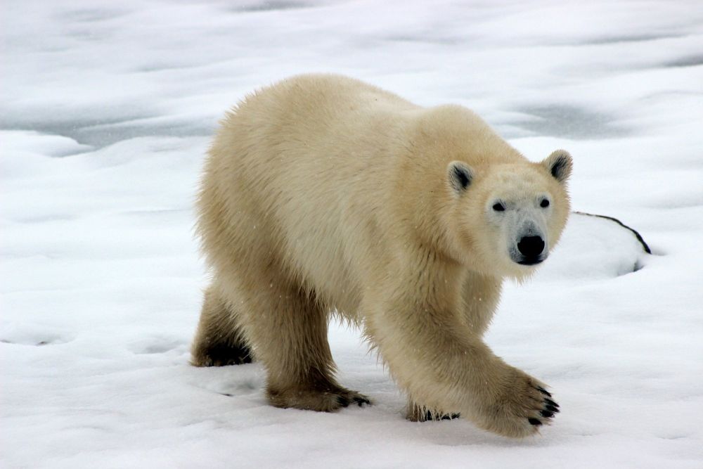 Make a connection of your own with polar bears