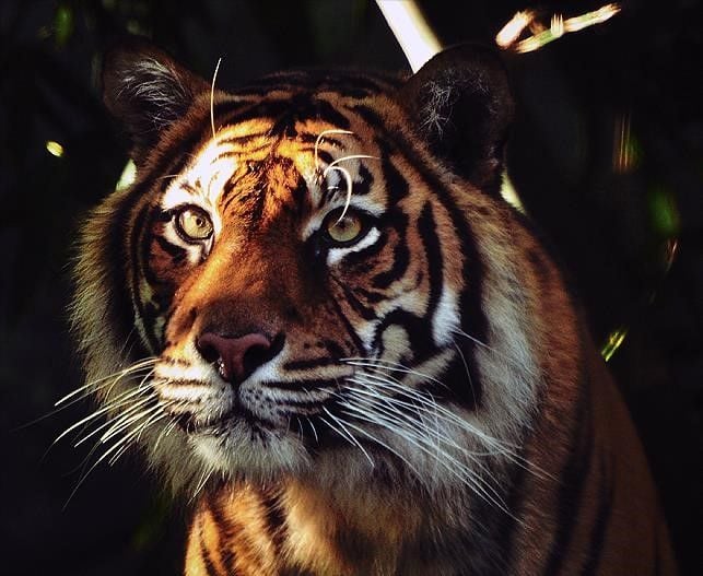 Help Fauna and Flora International protect tigers