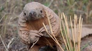 Click to tell Facebook to shut down its disturbing pangolin trade