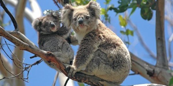 Koalas Will Go Extinct If We Don't Stop Rampant Deforestation - Please sign this petition to help them
