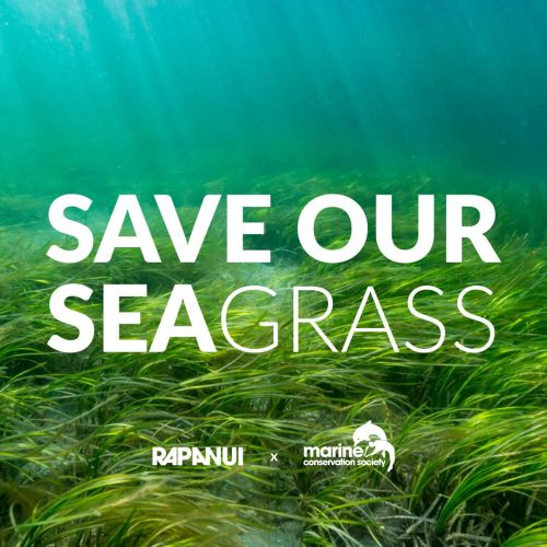 Rapanui wants to help Save our Seagrass
